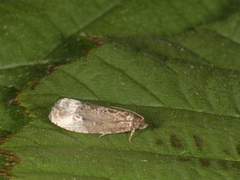 Grå knoppvikler (Hedya nubiferana)