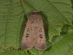 Double Dart (Graphiphora augur)