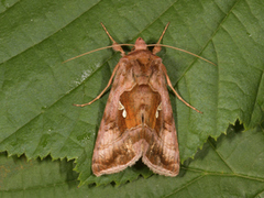 Rødbrunt metallfly (Autographa jota)