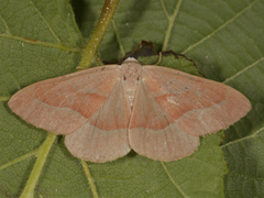 Barred Red (Hylaea fasciaria)