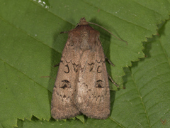 Double Dart (Graphiphora augur)