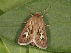 Antler Moth (Cerapteryx graminis)