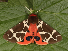 Garden Tiger (Arctia caja)