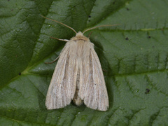 Brungult gressfly (Mythimna impura)