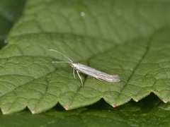 Wood-rush Case-bearer (Coleophora otidipennella)