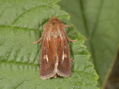 Antler Moth (Cerapteryx graminis)