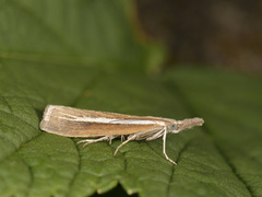 Common Grass-veneer (Agriphila tristella)