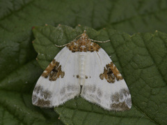 Blue-bordered Carpet (Plemyria rubiginata)