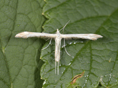 Ryllikfjærmøll (Gillmeria pallidactyla)