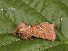 Rød roteter (Triodia sylvina)