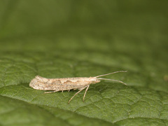 Diamond-back Moth (Plutella xylostella)