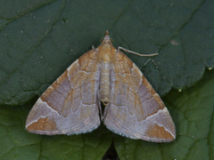 The Chevron (Eulithis testata)