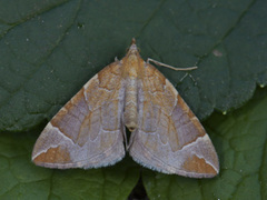 Krattbærmåler (Eulithis testata)