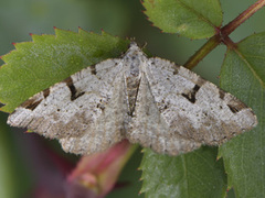 The V-Moth (Macaria wauaria)