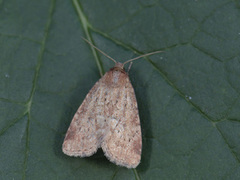 Sølvbunkefly (Photedes minima)