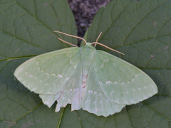 Kjempebladmåler (Geometra papilionaria)