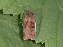 Kobberfly (Chersotis cuprea)