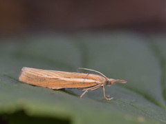 Common Grass-veneer (Agriphila tristella)