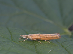 Common Grass-veneer (Agriphila tristella)