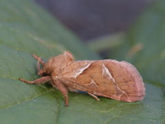 Rød roteter (Triodia sylvina)