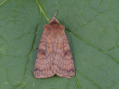 Six-striped Rustic (Xestia sexstrigata)