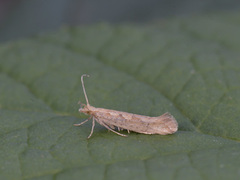 Diamond-back Moth (Plutella xylostella)