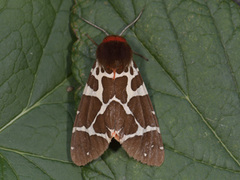 Garden Tiger (Arctia caja)