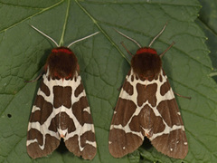 Garden Tiger (Arctia caja)
