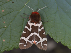 Garden Tiger (Arctia caja)