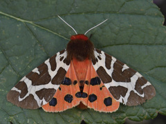 Garden Tiger (Arctia caja)