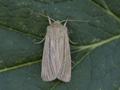 Brungult gressfly (Mythimna impura)