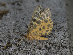Spotted Beauty (Arichanna melanaria)