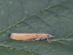 Common Grass-veneer (Agriphila tristella)