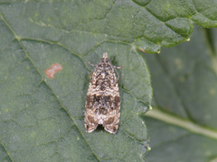 Common Marble (Celypha lacunana)