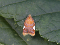 Rød flatvikler (Acleris holmiana)