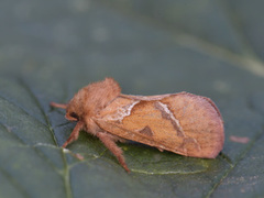 Rød roteter (Triodia sylvina)