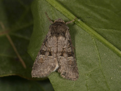Minor Shoulder-knot (Brachylomia viminalis)