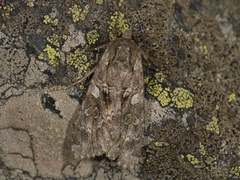 Mørkt skogfly (Eurois occulta)