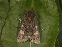 Røddusket engfly (Apamea rubrirena)