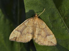 Blåbærmåler (Eulithis populata)