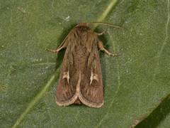 Antler Moth (Cerapteryx graminis)