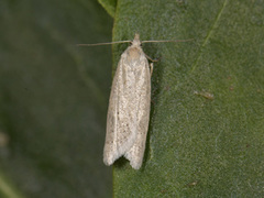 Dotted Shade (Eana osseana)