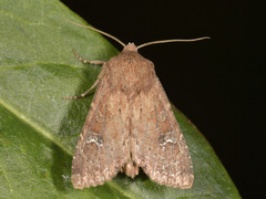 Teglrødt engfly (Apamea lateritia)