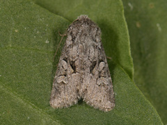 Minor Shoulder-knot (Brachylomia viminalis)