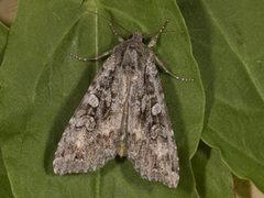 Mørkt skogfly (Eurois occulta)