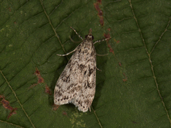 Ground-moss Grey (Eudonia truncicolella)