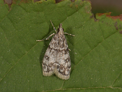 Ground-moss Grey (Eudonia truncicolella)