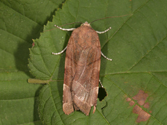 Broad-bordered Yellow Underwing (Noctua fimbriata)