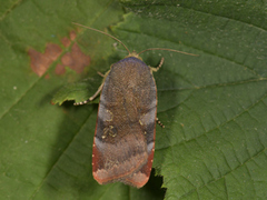 Lesser Broad-bordered Yellow (Noctua janthe)