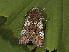 Cameo (Crypsedra gemmea)